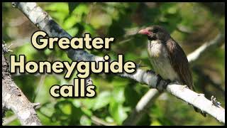 GREATER HONEYGUIDE CALLS  the VICtor call and two chattering guiding calls [upl. by Dunkin]