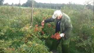 Harvesting the best thornless rosehips in the world [upl. by Norre]