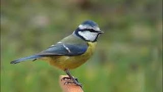 Mésange bleue  Chant  Cyanistes caeruleus [upl. by Calloway]