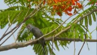 Greybellied Cuckoo at Attapur Hyderabad India [upl. by Atilrep]