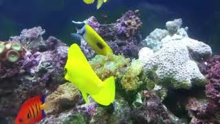 Acquario marino Juwel Rio 350 litri [upl. by Roper]