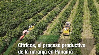 Cítricos el proceso productivo de la naranja en Panamá  TvAgro por Juan Gonzalo Angel Restrepo [upl. by Eiblehs]