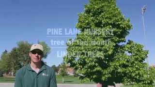 Tree Of the Month  June  Linden Trees [upl. by Adnawahs550]