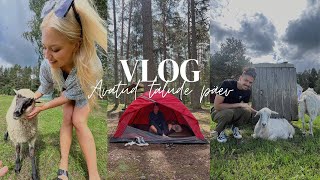 🐮☀️ VLOG  Avatud Talude Päev 🍃🐑  Imeline loomaenergia 🥰 Mis mulle Instagrami kirjutati 🙄 [upl. by Alekahs868]