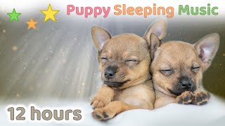 Puppy Sleeping Music 🐶💤 Lullabies to help your puppy fall asleep 💗 Dog Sleeping Music [upl. by Craven]