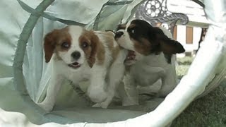 Cavalier King Charles Spaniel Puppies In a Tunnel [upl. by Shamrao928]