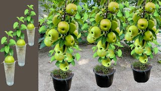 New Technique Grafting Apples In a cup of water with banana How To Grow ApplesTrees Many Fruits [upl. by Eerot]