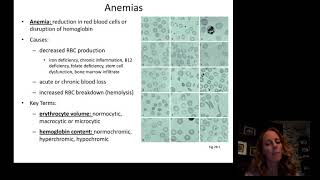 Introduction to Hematology [upl. by Ojyram]