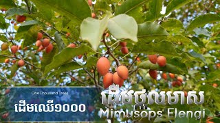 ដើមថ្កុលមាស  Mimusops Elengi Tree by One Thousand Trees [upl. by Annaihr]