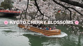 🌸 KYOTO SAKURA 🌸 Philosophers Path  Keage Incline 🌸 [upl. by Hegarty675]