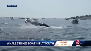 New video shows whale breaching landing on boat [upl. by Ahsiemaj862]