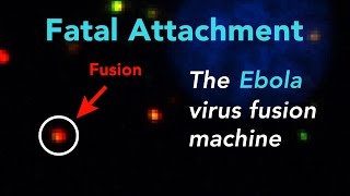 Fatal Attachment Watch the Ebola virus fusion machine in action inside a human cell [upl. by Blithe623]