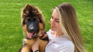 My New German Shepherd Puppy The First Month at Home [upl. by Niwri138]