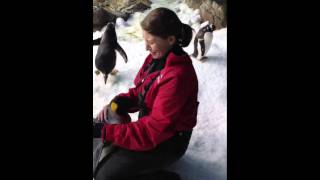 Penguin Parade Edinburgh Zoo [upl. by Haimerej]