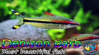 The Denison barb fish  one of my favorite fish [upl. by Giffard]