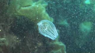 Arctic Comb Jelly with its prey [upl. by Kyd160]