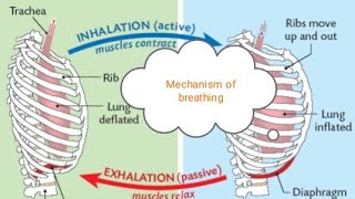 mechanism of breathing [upl. by Dnomder440]