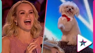 Dancing Dogs take the Britains Got Talent Stage in this puppy PERFECT Audition [upl. by Aidam]