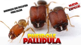 HORMIGAS QUE RECLUTAN PARA CAZAR  Pheidole pallidula [upl. by Latin]