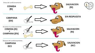 Condicionamiento clásico y operante  MC Sharis Licona [upl. by Ahsets533]