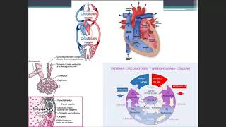 M1 CARDIO  TEO CARDIOPATÍAS CONGÉNITAS CIANÓTICAS Y ACIANÓTICAS [upl. by Durward265]