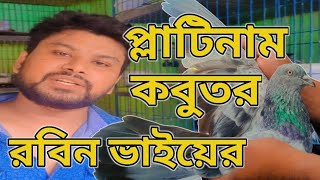 রবিন ভাইয়ের প্লাটিনাম কবুতর  Kobutorchannel [upl. by Juliet114]