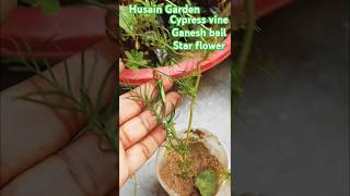 Cypress vinestar flowerगणेश बेल की कटिंग shorts gardninggardenplant natureflowers trending [upl. by Rafaellle]