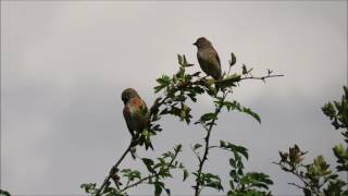 Linnet Carduelis cannabina [upl. by Coopersmith448]