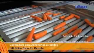 ALBION  Calibradora de Zanahorias a rodillos  Lift Roller Sizer of Carrots [upl. by Talmud]