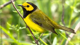 Hooded Warbler Song [upl. by Nylyaj]