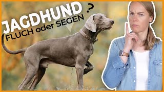 Hund soll nicht jagen  3 TopSpiele für Jagdhunde für unterwegs  Jagdhundrassen unter der Lupe [upl. by Irving836]