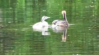 FAMILLE GREBE HUPPE [upl. by Imoin]