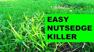 How to get rid of nutsedge in the lawn the easy way [upl. by Sirromad]