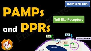 Toll like receptors PAMPs and PRRs FLImmuno09 [upl. by Merp]