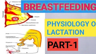 BREASTFEEDING  TYPES OF MILK  PHYSIOLOGY OF LACTATION [upl. by Eilac]