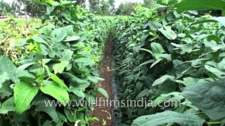 Yardlong bean or Vigna unguiculata ssp sesquipedalis [upl. by Abas]