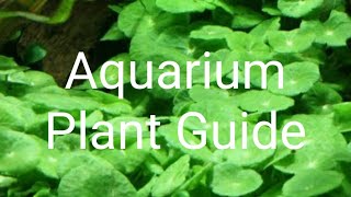 Aquarium Plant Guide Hydrocotyle verticillata [upl. by Plume979]