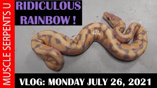 RAINBOW BRIGHT BALL PYTHON 72621 [upl. by Ingrim]