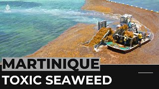 Sargassum crisis Fishermen in Martinique develop solutions [upl. by Rentsch10]