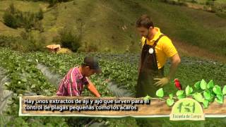 Escuela de campo Fertilización y manejo fitosanitario de fresas  11 de junio [upl. by Durstin355]