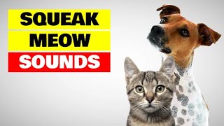 Sounds that Attract Dogs and Cats [upl. by Lynnelle]