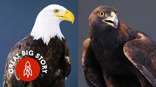 Everything You Didn’t Know About Eagles [upl. by Portia865]