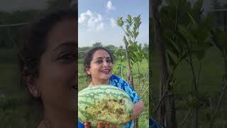 Happy gardening 🌻🌻🌻 seetha villagechef garden delicious gardeningadvice chef food ammachef [upl. by Richardson]