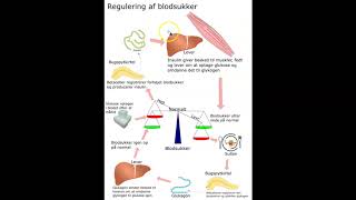 Regulering af blodsukker [upl. by Reinwald486]