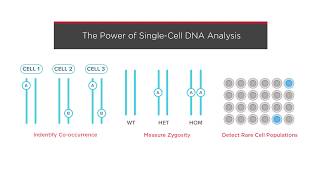 Mission Bio Tapestri Platform for SingleCell Sequencing amp Analysis from TechEdge [upl. by Adiesirb]