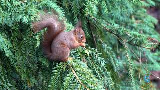 SQUIRREL and BIG BEAK  ECUREUIL et GROS BEC [upl. by Anadroj]