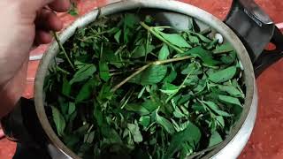 Hacer Aceite Esencial de Lippia alba [upl. by Luehrmann]