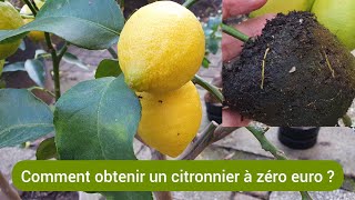 Comment bouturer facilement le citronnier  2024 [upl. by Gnof]