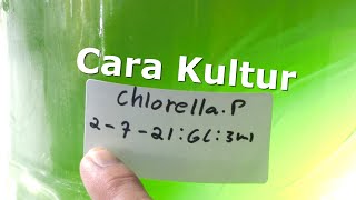 Cara Kultur Chlorella Murni [upl. by Llertnauq905]