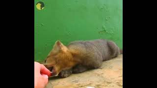 wild cats  Can jaguarundi be pets shorts wildcatsinfoyoutubeshorts 9april2023 [upl. by Reba]